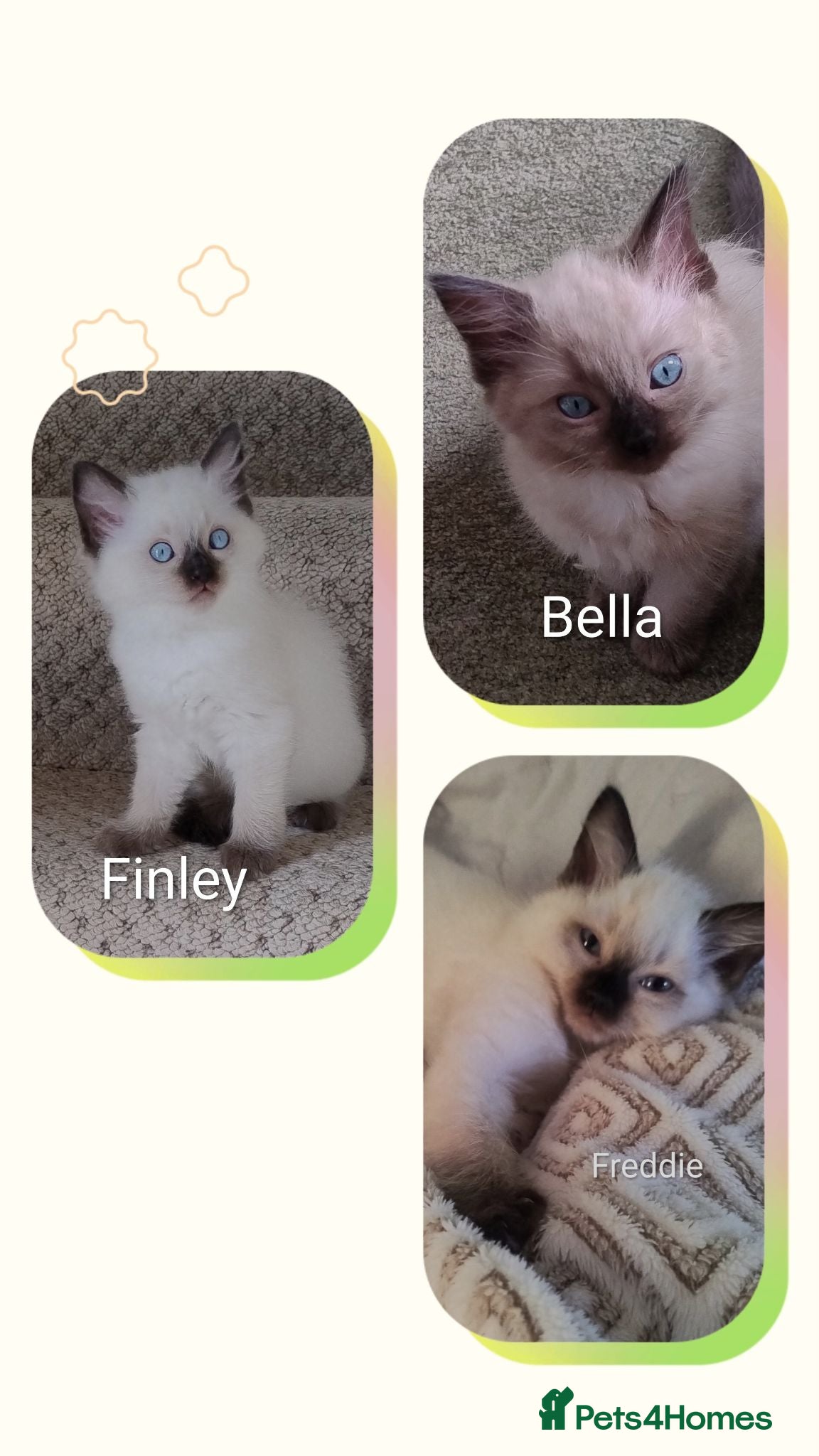 Ragdoll cats Pure bred Ragdolls need loving homes - Advert 1