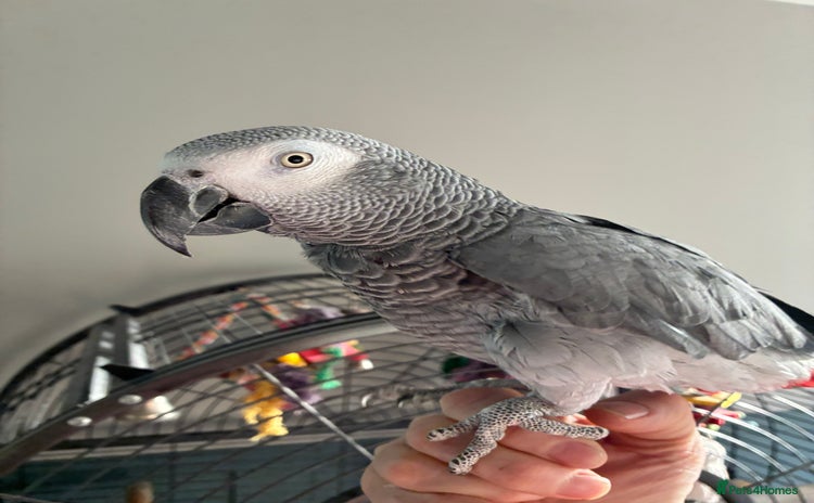 Parrots birds African Grey Parrot - Advert 1