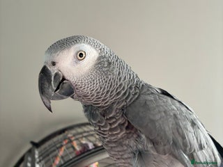 Parrots birds African Grey Parrot - Advert 4