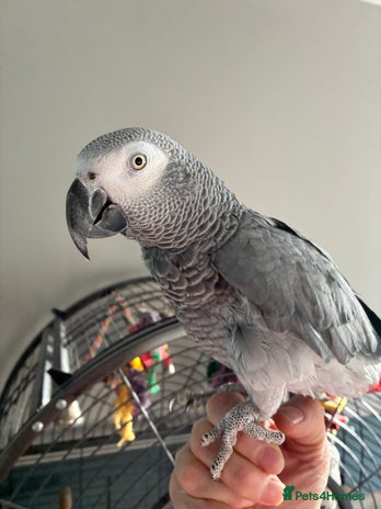 Parrots birds African Grey Parrot - Advert 1