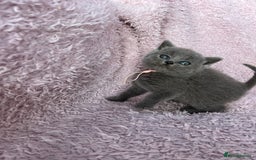 British Shorthair cats for sale: **5 Chunky pure breed BSH Kittens for sale** - Image 5