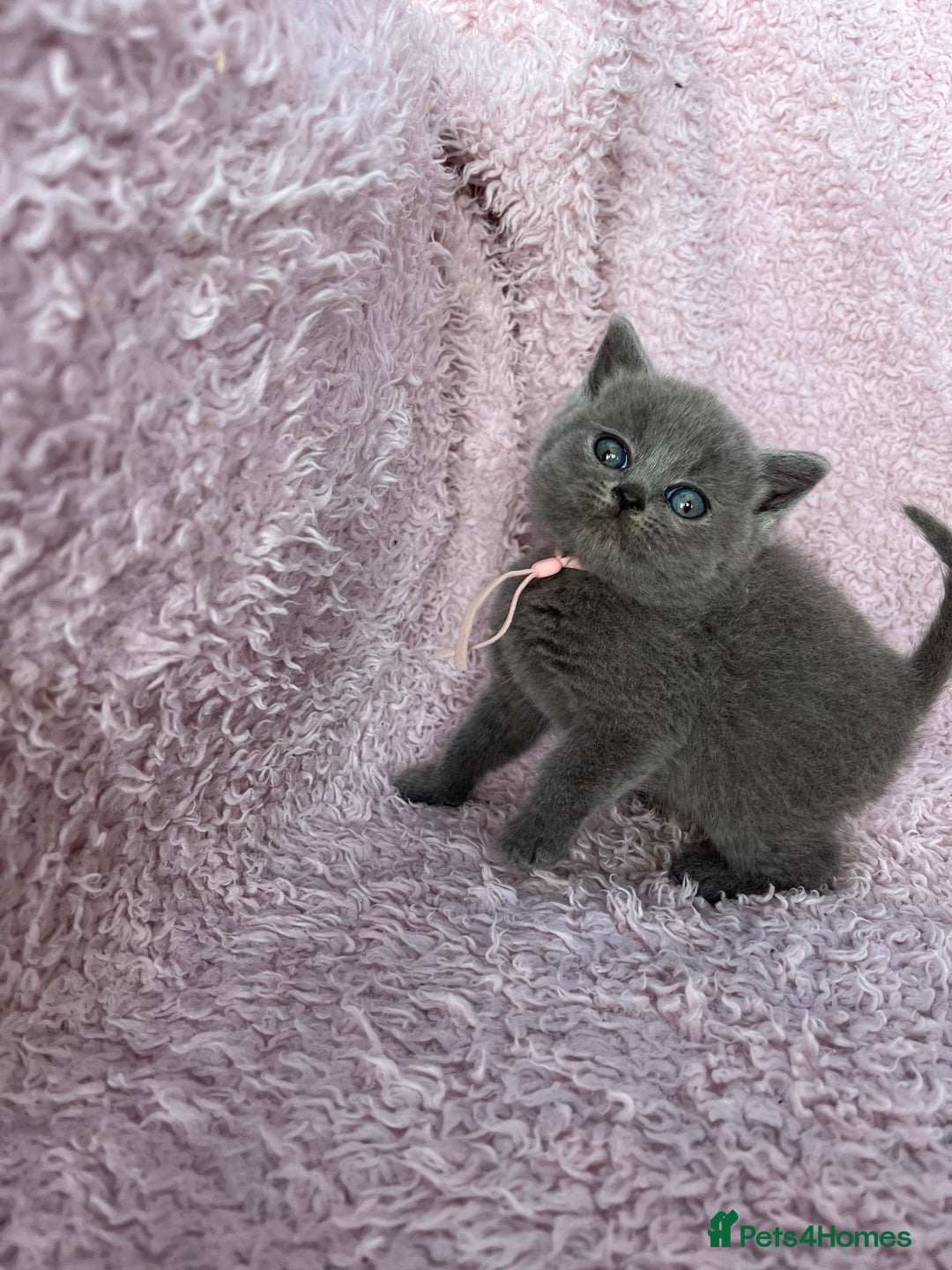 British Shorthair cats for sale: **5 Chunky pure breed BSH Kittens for sale** - Image 5