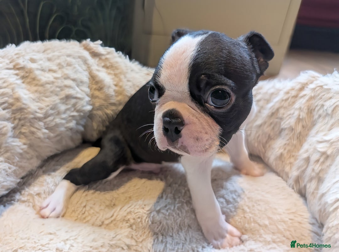 Boston Terrier dogs for sale: Adorable KC reg Boston Terrier Puppies - Image 9