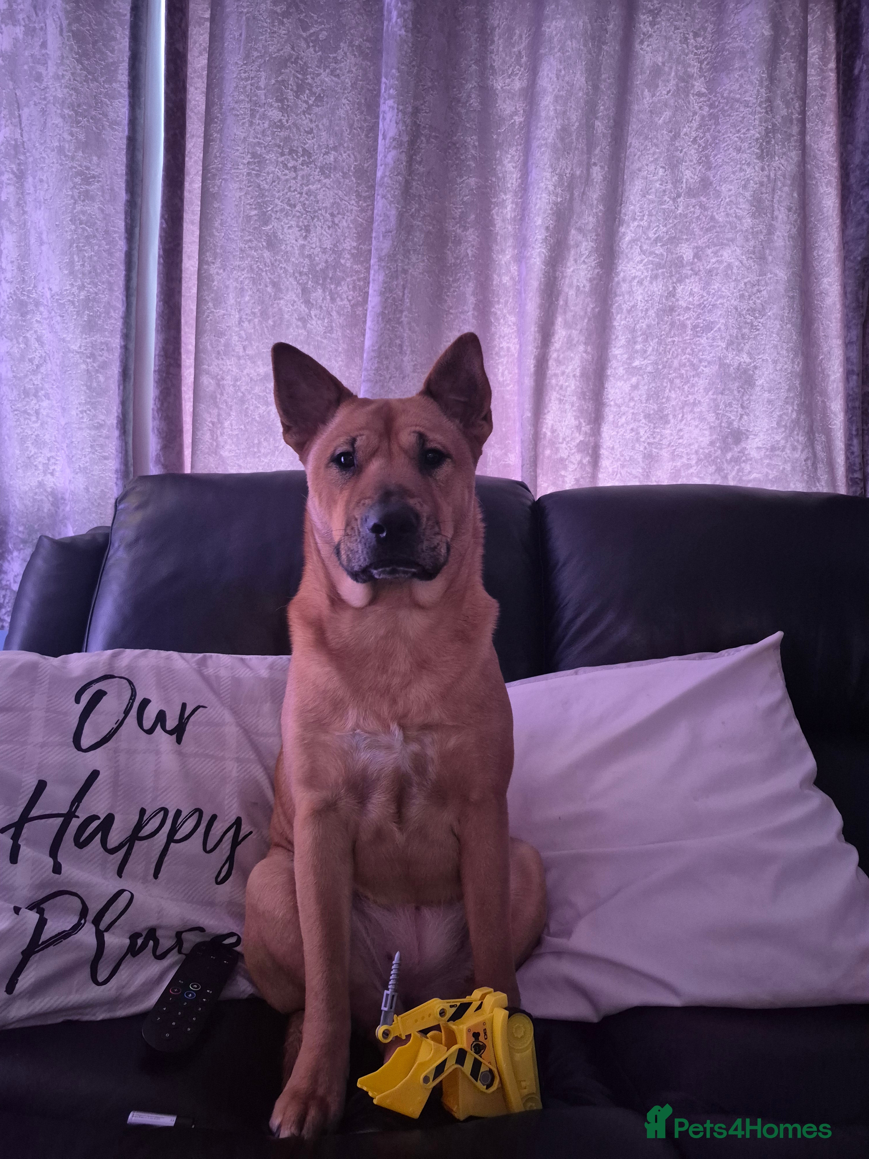 Mixed Breed dogs 2yr old Bull-chow Roxy - Advert 1