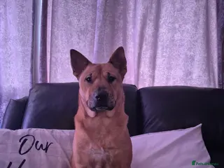 Mixed Breed dogs 2yr old Bull-chow Roxy - Advert 1