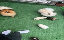 Pomeranian dogs for sale: Our little white baby girl - Image 7