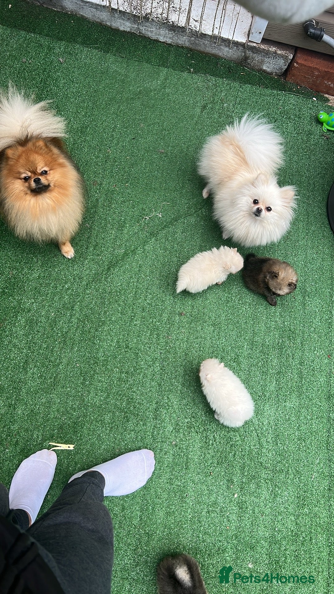 Pomeranian dogs for sale: Our little white baby girl - Image 7