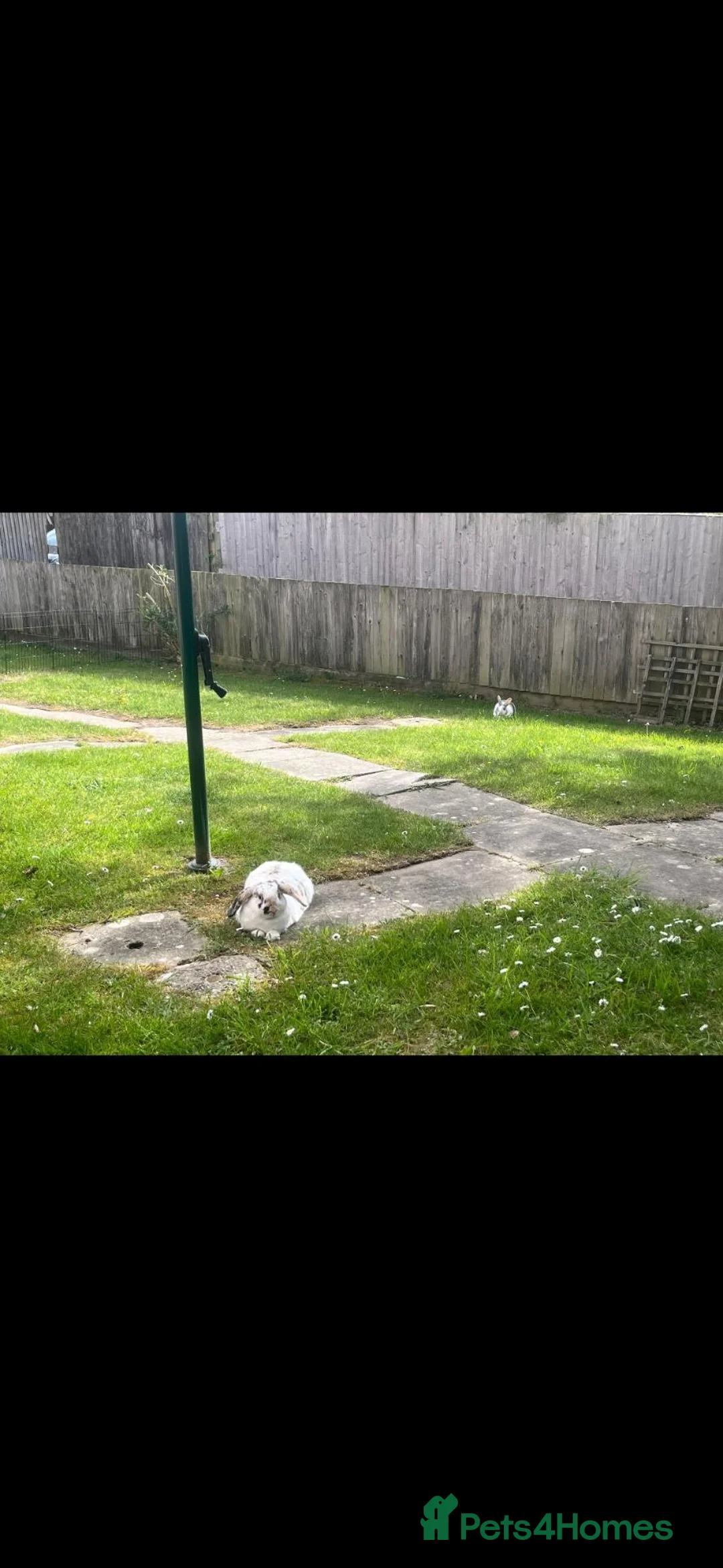 Mixed Breed rabbits for sale: Bonded female neutered rabbits in Tidworth - Advert 2
