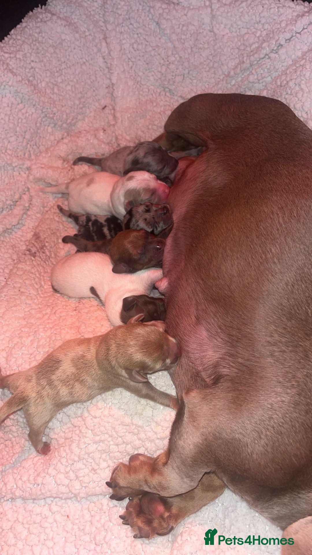 Mixed Breed dogs for sale: Adorable Dameranian puppy’s  - Advert 10