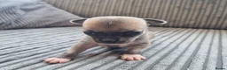 Chihuahua dogs for sale: Chihuahua Puppies - Advert 28