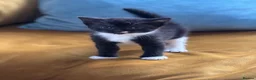 Mixed Breed cats for sale: 4 healthy black and black and kittens  - Advert 7