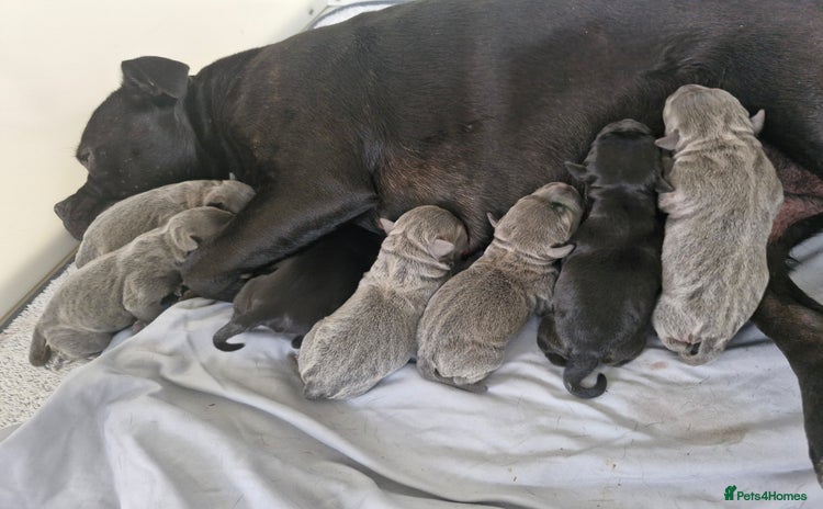 Staffordshire Bull Terrier dogs - Advert 2