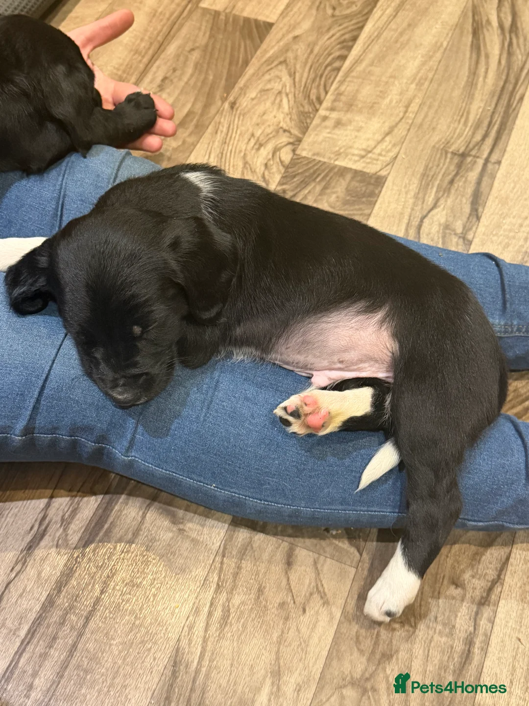 Sprollie dogs for sale: Striking Springer Spaniel x Collie Puppies - Advert 7