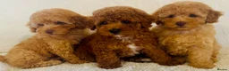 Toy Poodle dogs for sale: Toy poodle puppies  in Wakefield - Advert 15