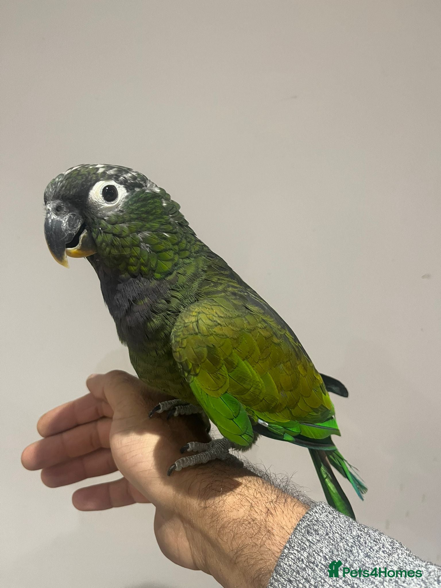 Budgerigars birds handreared pinous parrot with cage   - Advert 1