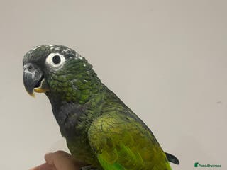 Budgerigars birds handreared pinous parrot with cage - Advert 2