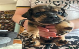 Mixed Breed dogs for sale: Perfect Daug puppies - Image 7
