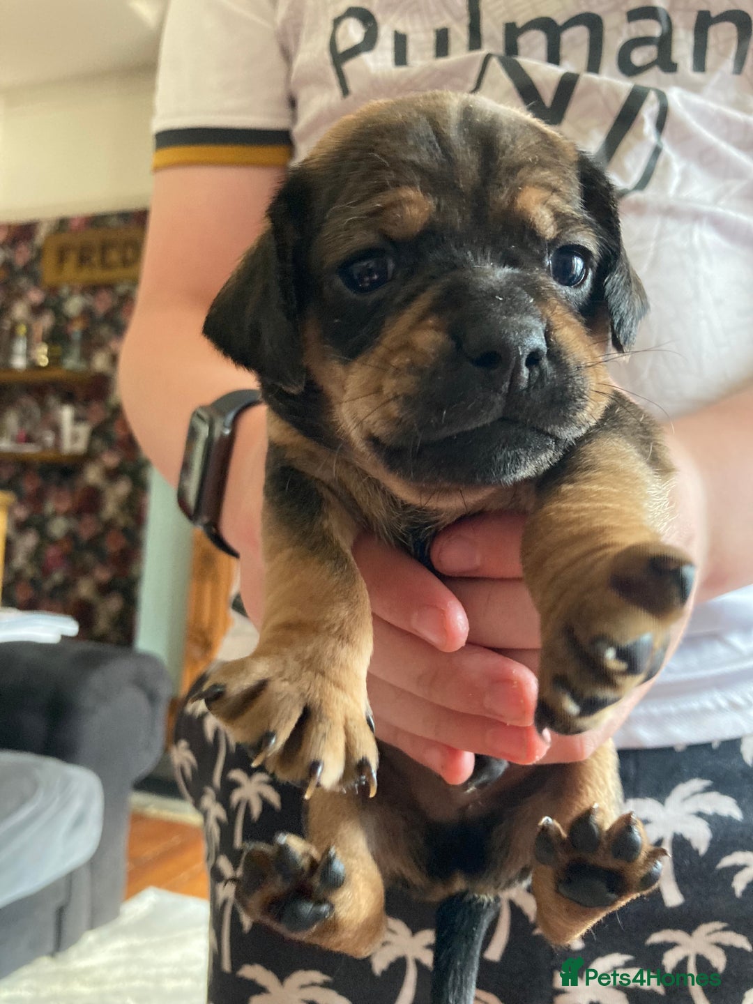 Mixed Breed dogs for sale: Perfect Daug puppies - Image 7