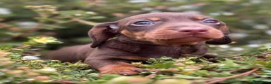 Dachshund 2