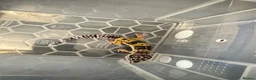 Leopard Gecko reptiles for sale: Leopard gecko babys in Birmingham - Advert 1