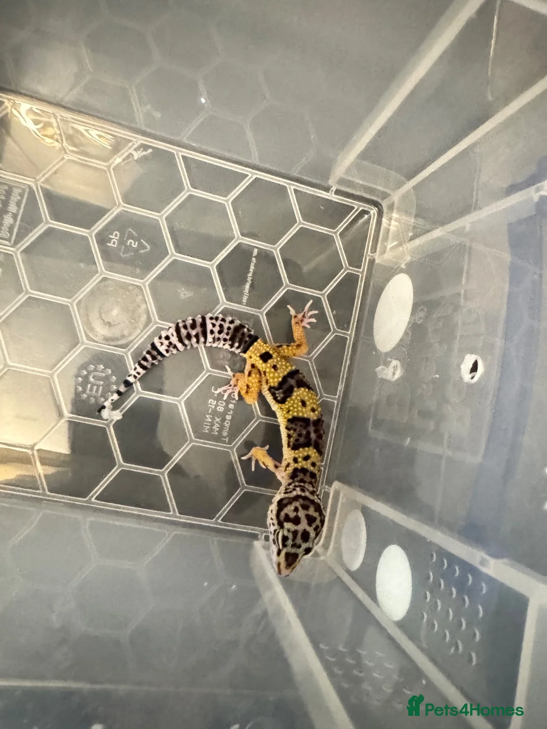 Leopard Gecko reptiles for sale: Leopard gecko babys in Birmingham - Advert 1