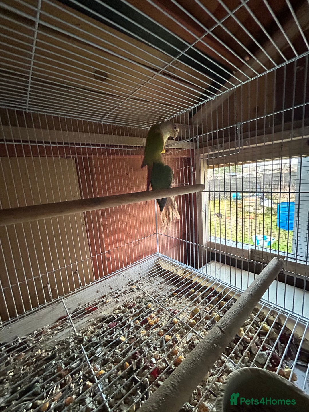 Conures birds for sale: Conures young pair  - Advert 8