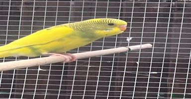 Budgerigars birds - Advert 3