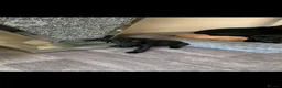 Labrador Retriever dogs for sale: Labrador puppy boys and girls  - Advert 3