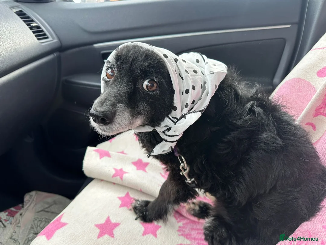 Mixed Breed dogs for adoption: ❤️🐶 FUZZY– 10 yo  gentle little soul 🐶❤️ - Advert 10