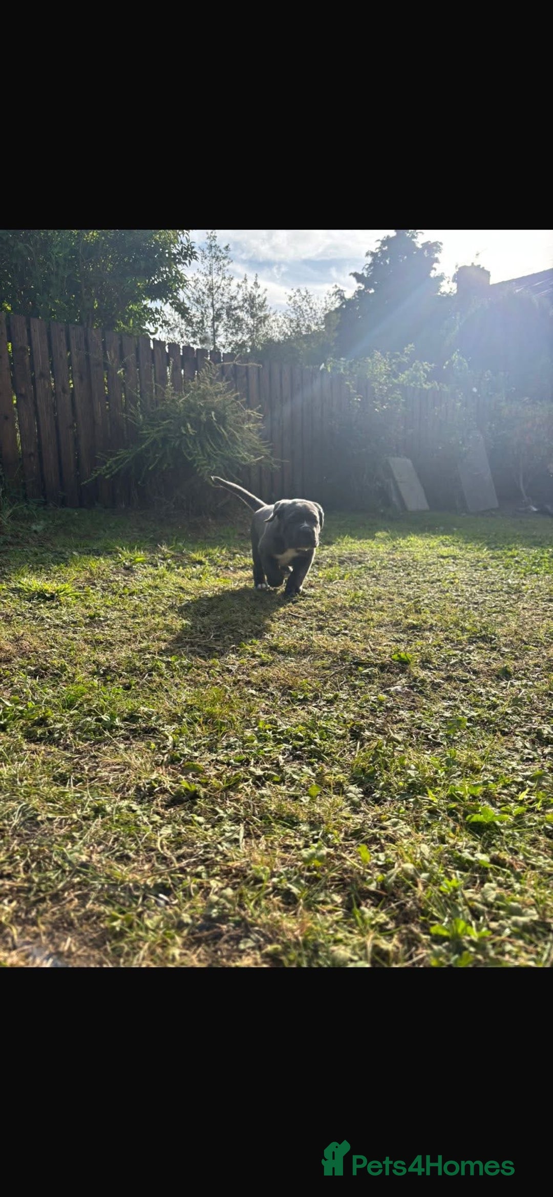 Cane Corso dogs for sale: Cane corso puppies looking for their forever homes - Image 24
