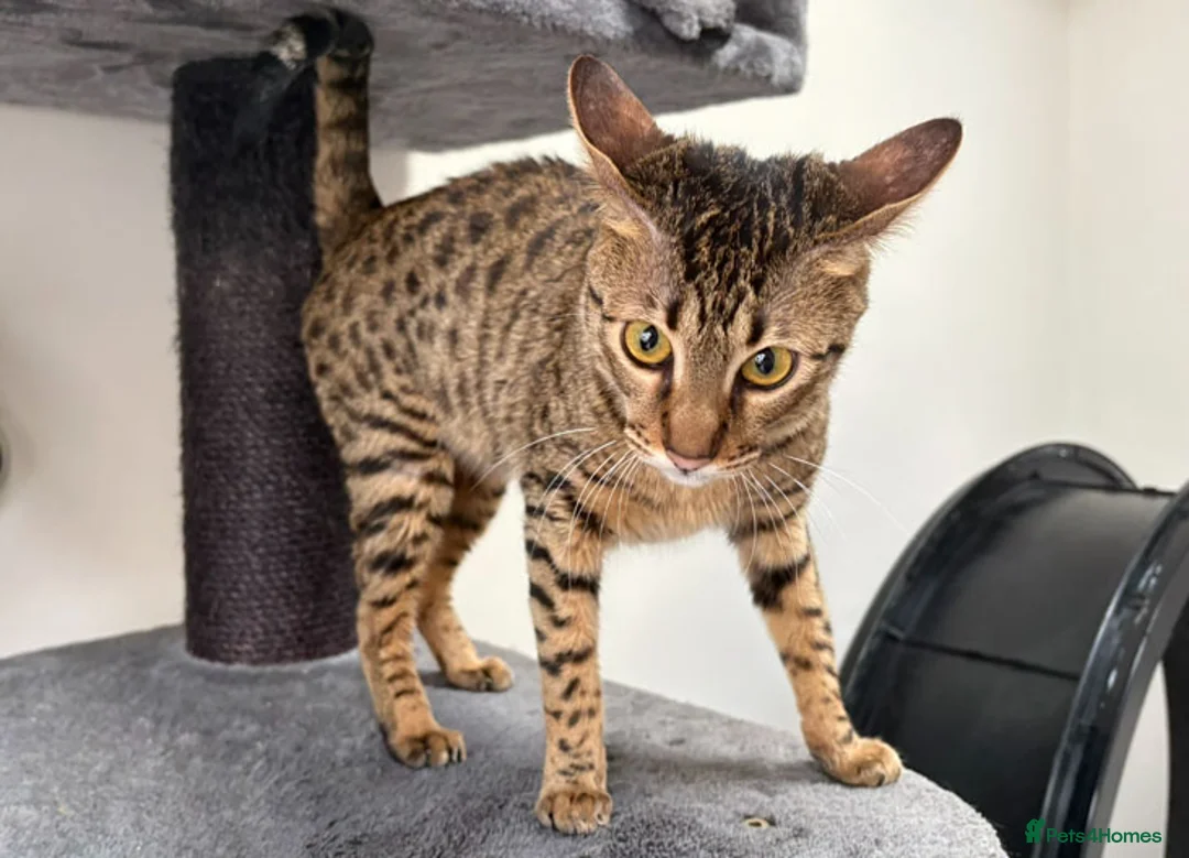 Savannah cats for sale: F5 SBT Savannah sisters Squealer, Shyler and Lily - Advert 18