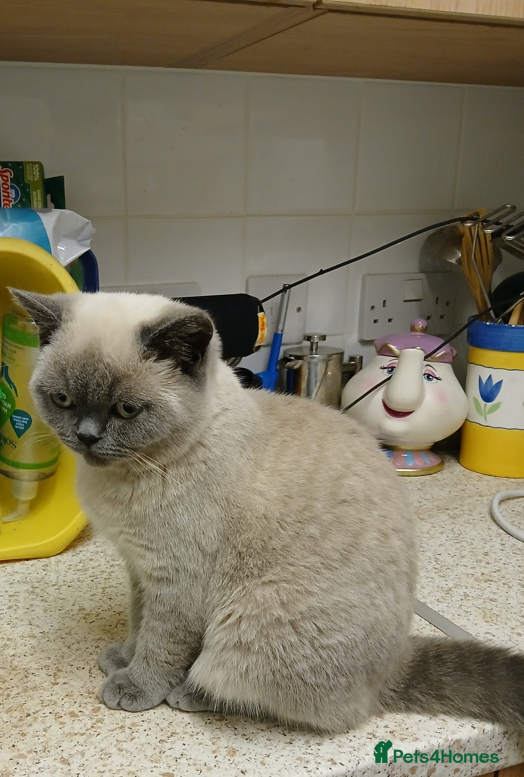 British Shorthair cats for sale: STUNNING LILAC BLUE BHS YOUNG FEMALE CAT - Advert 13