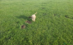 Cockapoo dogs for sale: Cockerpoo  - Image 17