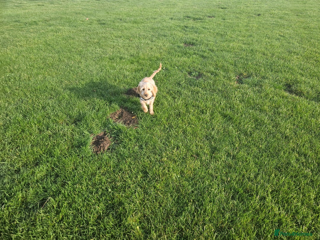 Cockapoo dogs for sale: Cockerpoo  - Image 17