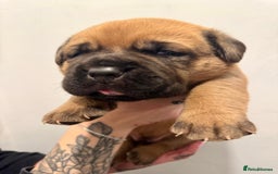 Mixed Breed dogs for sale: Puppies  - Image 17