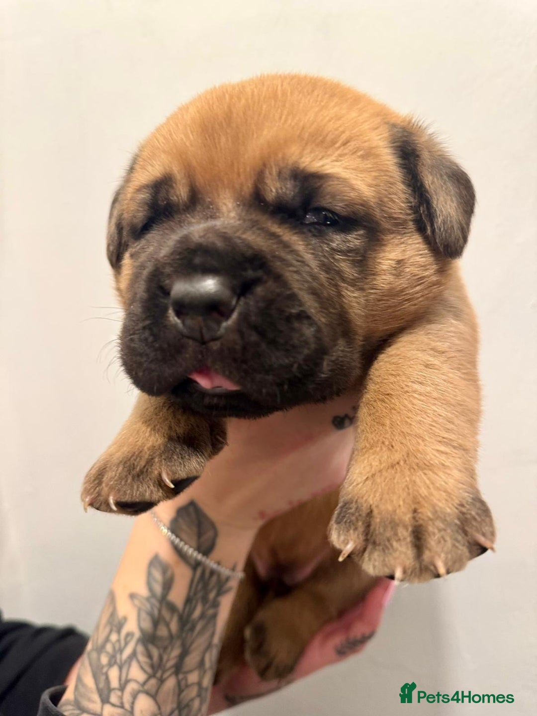 Mixed Breed dogs for sale: Puppies  - Image 17