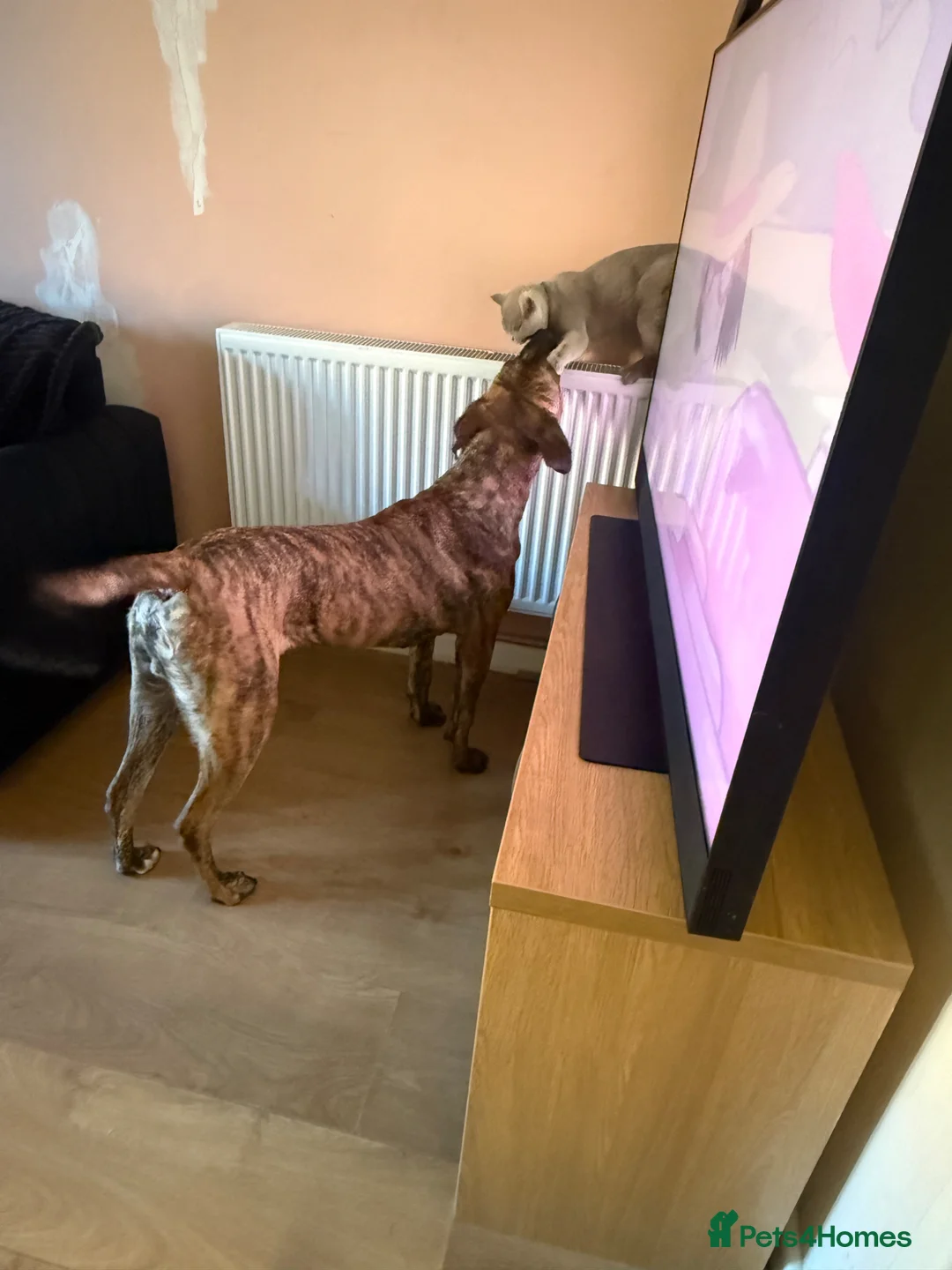 Presa Canario dogs for sale: Presa canario  - Advert 2
