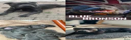 Staffordshire Bull Terrier dogs for sale: Champion Blue Staffordshire Bull Terrier Puppies - Advert 3