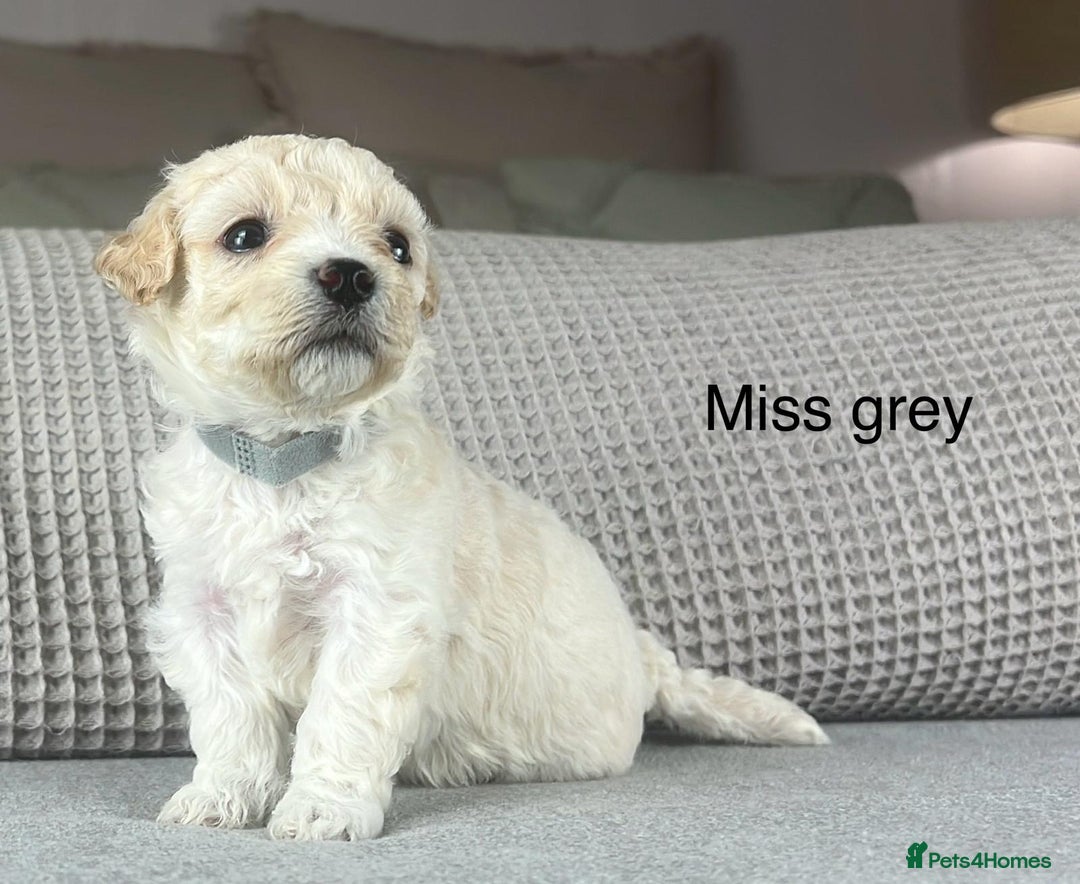 Maltipoo dogs for sale: F1b Maltipoo Mum. KC Maltese dad - Advert 6