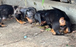 Dachshund dogs for sale: Miniature dachshunds ready now 💗 - Image 6