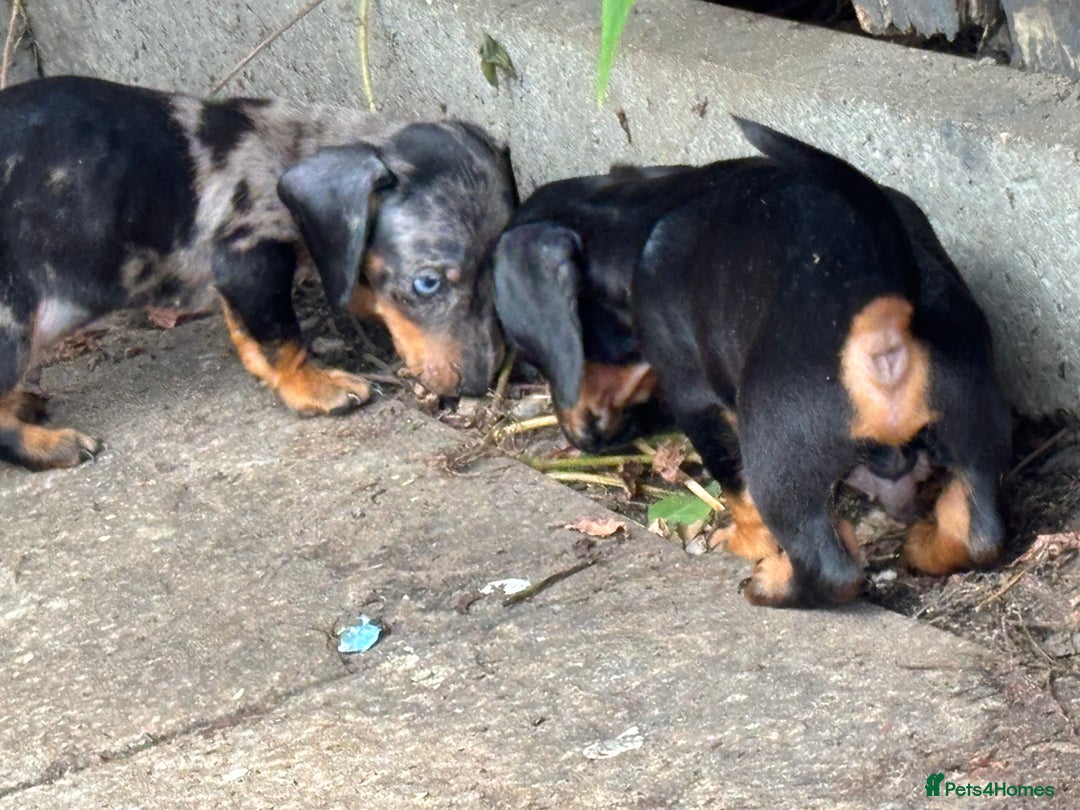 Dachshund dogs for sale: Miniature dachshunds ready now 💗 - Image 6