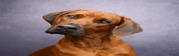 Rhodesian Ridgeback dogs for sale: Rhodesian Ridgeback Puppies - Advert 12