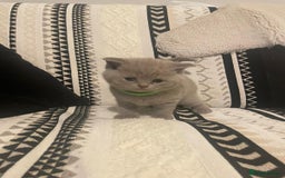 British Shorthair cats for sale: STUNNING 4 MALES BSH KITTENS 900£ - Image 12