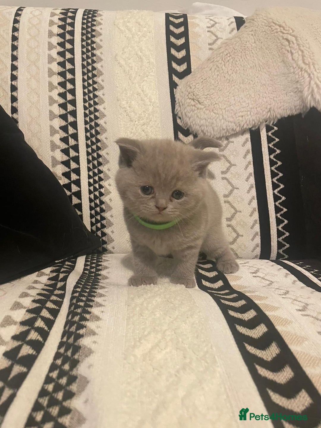British Shorthair cats for sale: STUNNING 4 MALES BSH KITTENS 900£ - Image 12