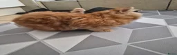 Mixed Breed cats for sale: mixed breed kittens in Ilkeston - Advert 10