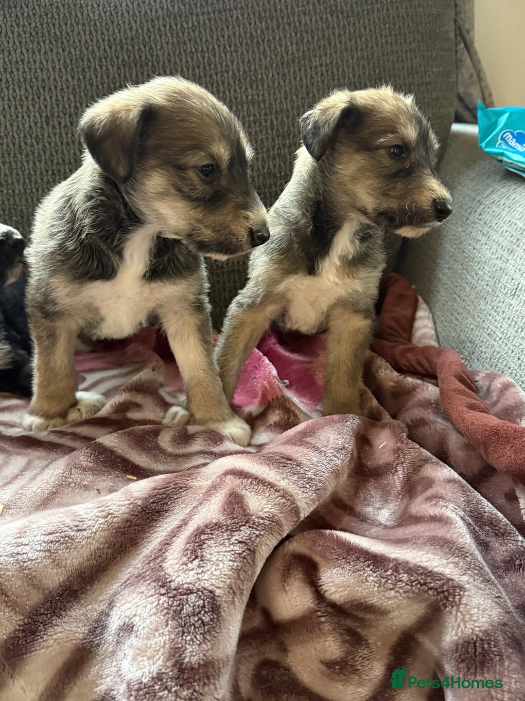 Lurcher dogs for sale: Beautiful woolly coated lurcher pups  - Advert 3