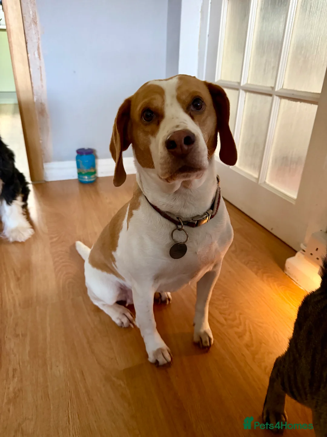 Beagle dogs for sale: Beautiful Beagle soul for adoption - Advert 2