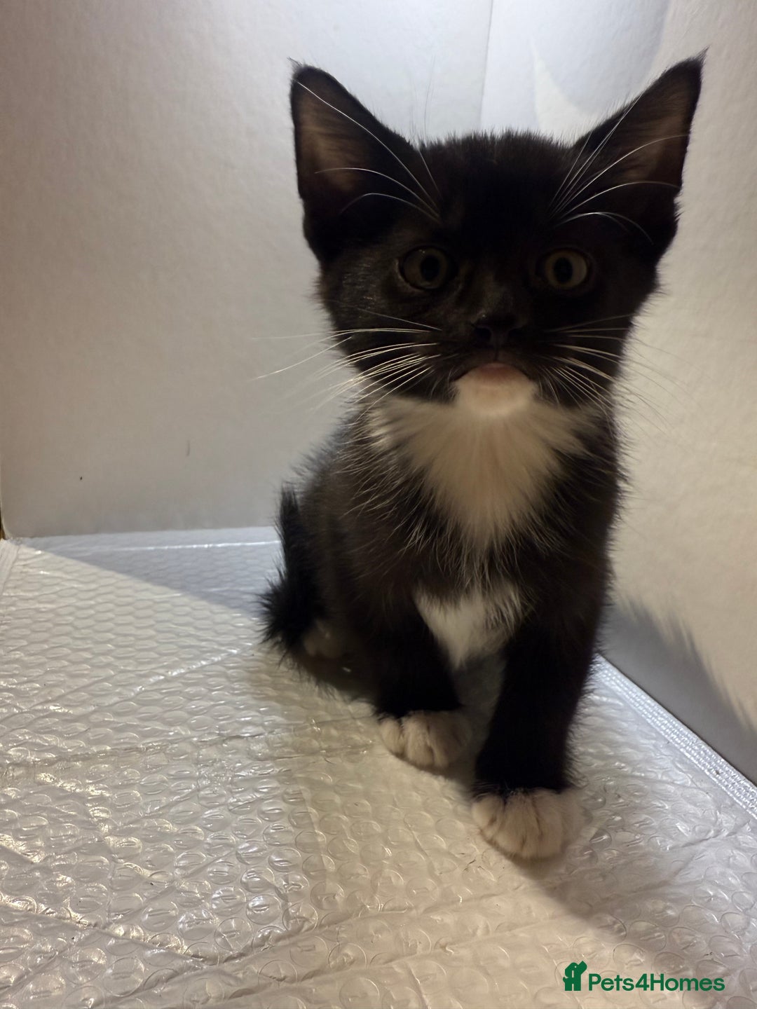 Korat cats for sale: Cute playful kittens ready for their new home 🖤🤍 - Advert 27