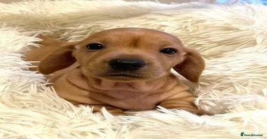 Miniature Dachshund dogs - Advert 3
