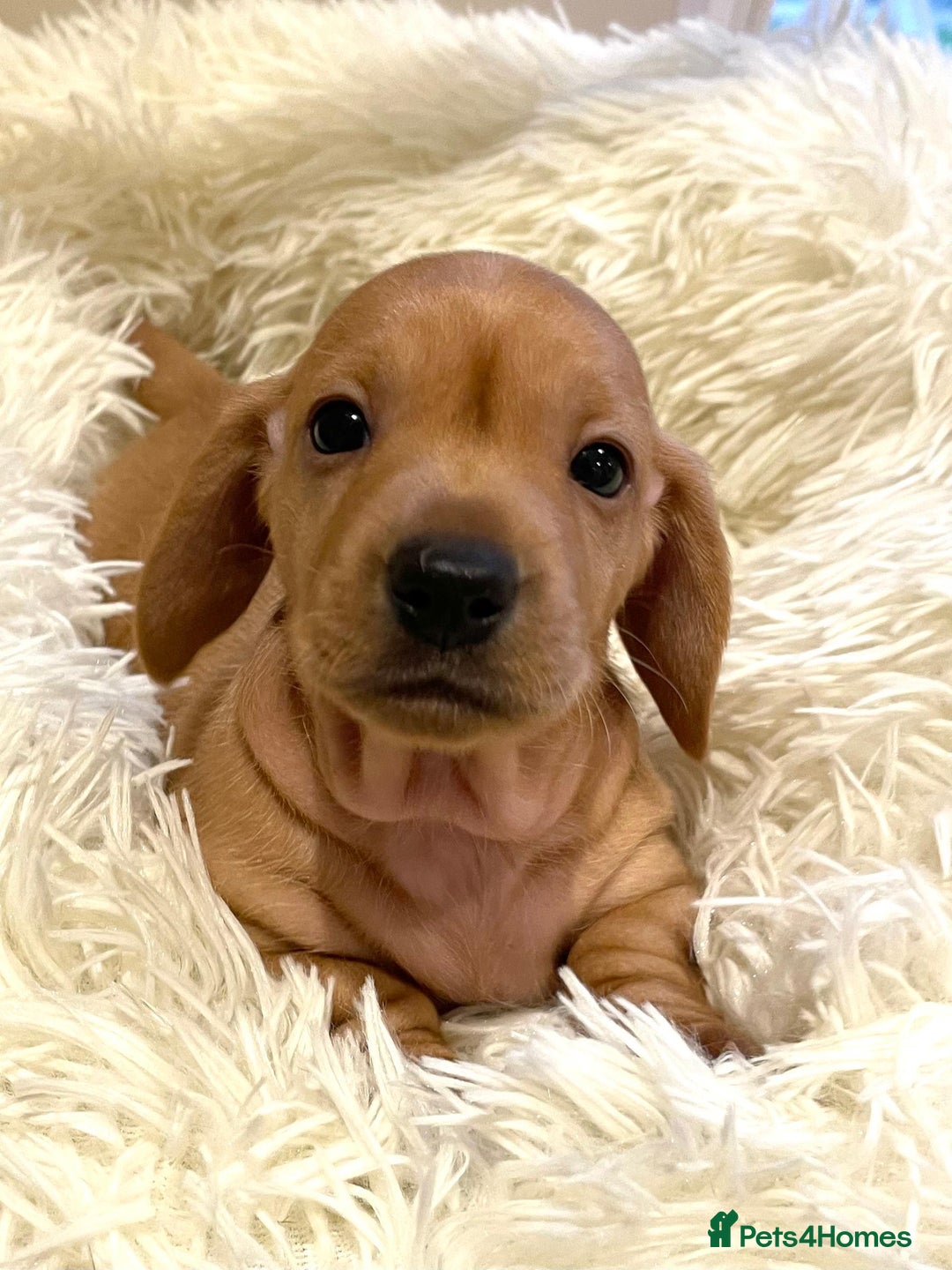 Miniature Dachshund dogs for sale: Beautiful miniature Dachshund puppies  - Image 3